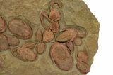 Amazing, Cluster Of Trilobites ( Species + Carpoids) - Fezouata #301485-3